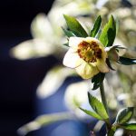 クリスマスローズ