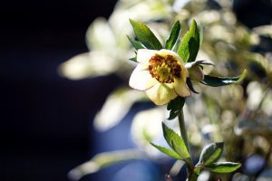 クリスマスローズ