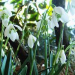 スノードロップ